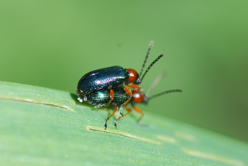 un piccolo grande amore: coppia di Oulema cfr melanopus